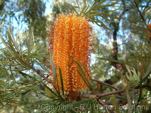 Banksia spin 